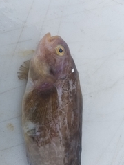 Zaprora silenus