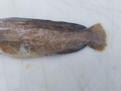 Zaprora silenus