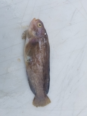 Zaprora silenus