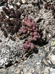 Sedum rupicola