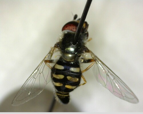 iNaturalist observation photo of Large-tailed Aphideater