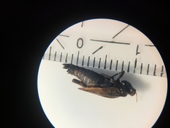 Tetrix undulata
