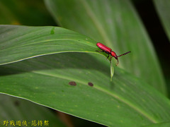 Pyrestes curticornis