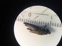 Tetrix undulata