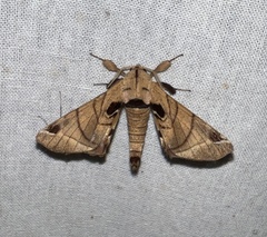 Apatelodes pandarioides