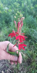 Lobelia cardinalis
