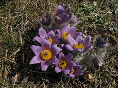 Pulsatilla halleri