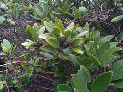 Melicytus chathamicus