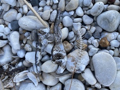 Alosa pseudoharengus