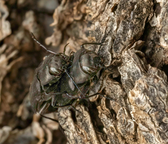 Melanophila acuminata