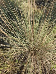 Muhlenbergia lindheimeri