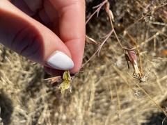 Cordylanthus pilosus