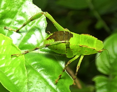 Cnemidophyllum