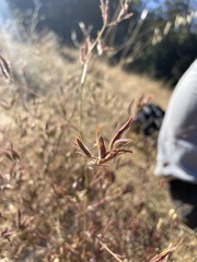 Cordylanthus pilosus