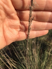 Muhlenbergia lindheimeri