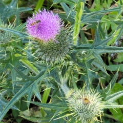 Cirsium vulgare