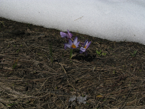 Crocus tauricus