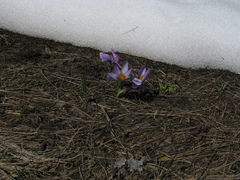 Crocus tauricus