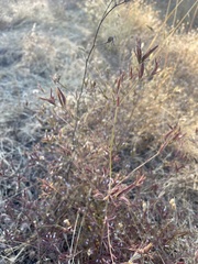 Cordylanthus pilosus