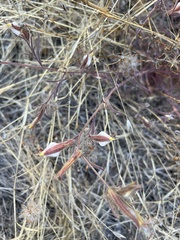 Cordylanthus pilosus