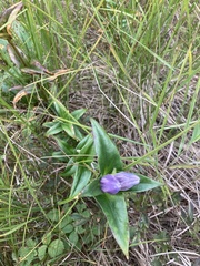 Gentiana rubricaulis
