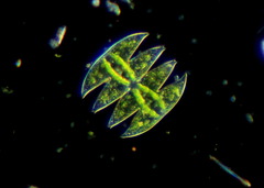 Micrasterias laticeps