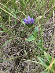 Gentiana rubricaulis