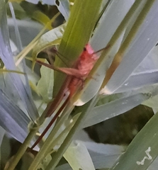 Neoconocephalus ensiger