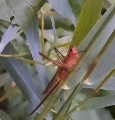 Neoconocephalus ensiger