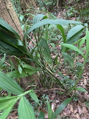 Collabieae