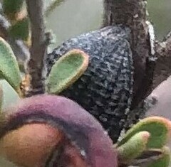 Catasarcus transversalis