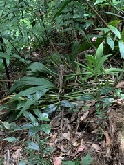 Collabieae