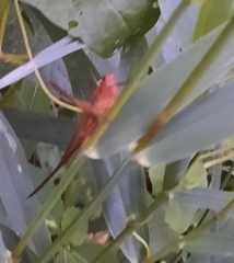 Neoconocephalus ensiger