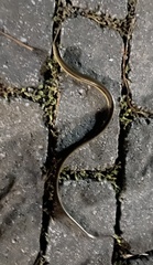 Ophisaurus ventralis