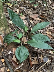 Calanthe alismifolia