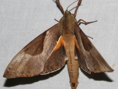 Coequosa triangularis