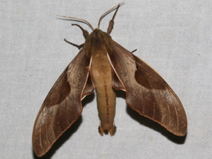 Coequosa triangularis