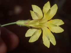 Goodenia berardiana