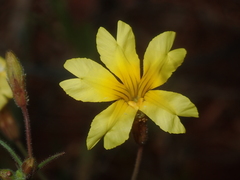 Goodenia berardiana