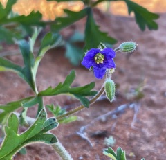 Erodium carolinianum