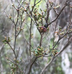 Catasarcus transversalis