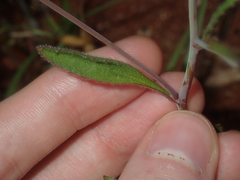 Goodenia berardiana