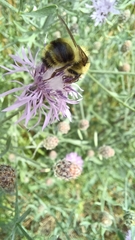 Bombus flavidus