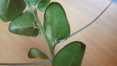 Dovyalis rhamnoides