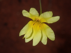 Goodenia berardiana