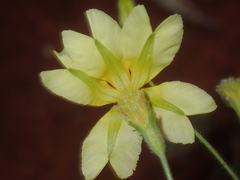 Goodenia berardiana