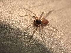 Ostearius melanopygius