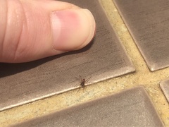 Ostearius melanopygius