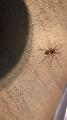 Ostearius melanopygius