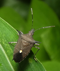 Proxys albopunctulatus